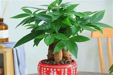 风水植物|公认的10种风水植物，放家里运势“旺旺旺”，恰好我都养过